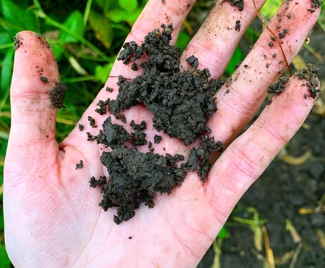 A hand with muddy soil in the upturned palm. Green crops are in the background.