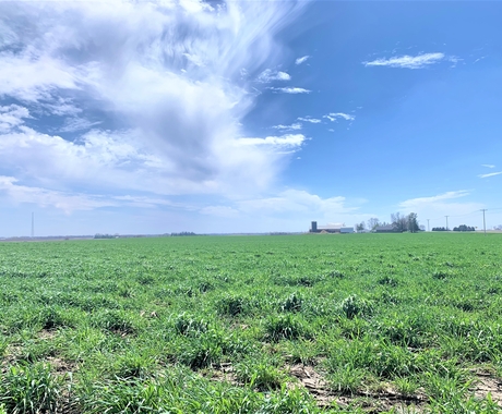 Cover crops planted in a field under a blue sky.