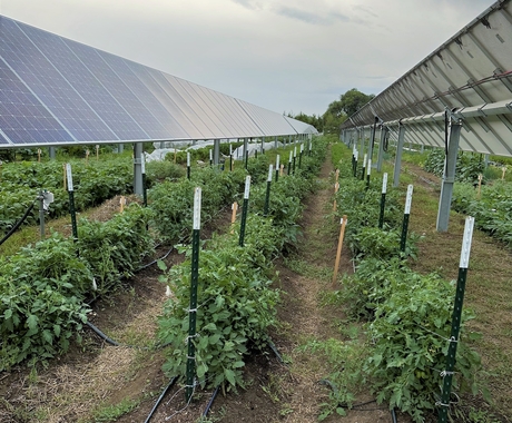 Looking down a row between solar panels. Green bushy plants, about knee high, are staked up below the panels. On the ground is brown dirt with little tufts of grass and there's a blue sky.