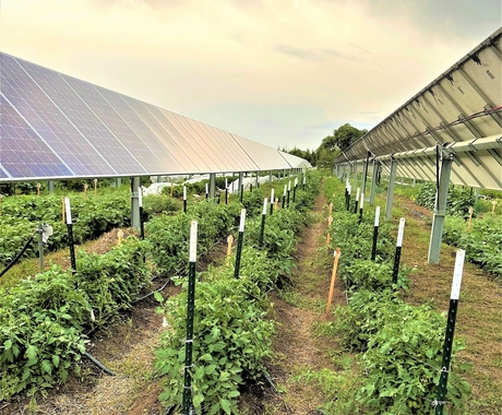 Looking down a row of solar panels, with the front side of an array on the left and the backside on the right. On the ground are leafy green plants (maybe tomato) in neat rows attached to black stakes with string.