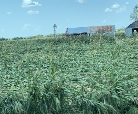 A field damaged by Iowa derecho