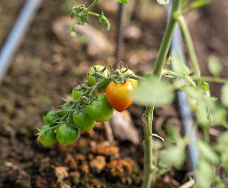 A young tomato plant with several green tomatoes and one orange one.