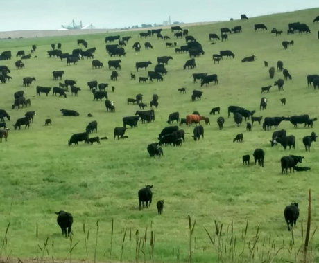 A herd of black cows with a couple of brown cows in a pasture of fluffy green grass with foggy skies.