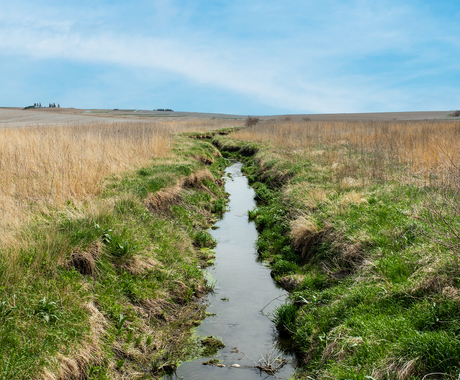 A narrow, shallow creek runs through what appears to be a pasture. There is green grass and mud along the sides of the stream, and taller, yellow grass across the field. The sky is blue with wispy, white clouds.