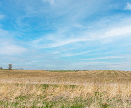 farm field under a blue sky