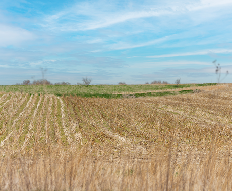 A rural landscape featuring a harvested field with rows of stubble under a bright blue sky with light clouds. The foreground has tall, dry grasses, while the middle ground shows green patches of grass and bare trees scattered along the horizon.