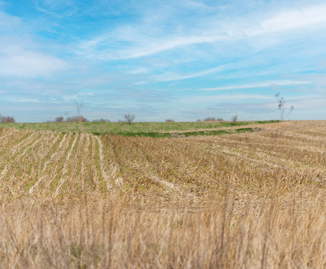 Brown field with blue sky above