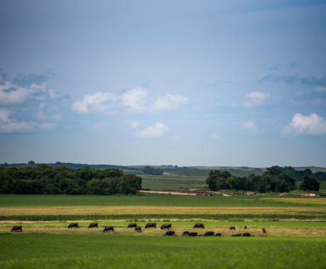 Rural landscape with livestock 