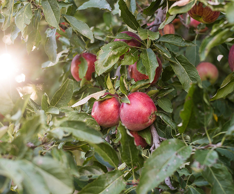apples in tree