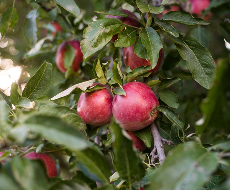 Apples in a tree