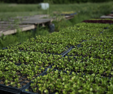 Greens in a greenhouse