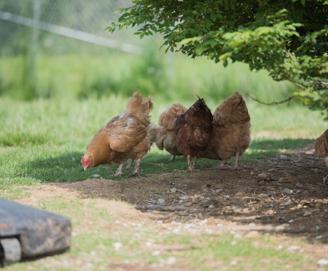 Chickens