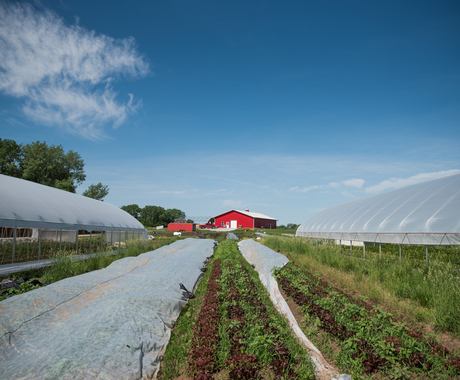 Vegetable farm