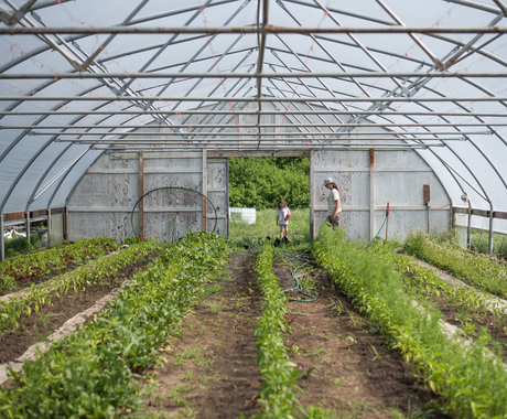 Hoop house with vegetables growing inside
