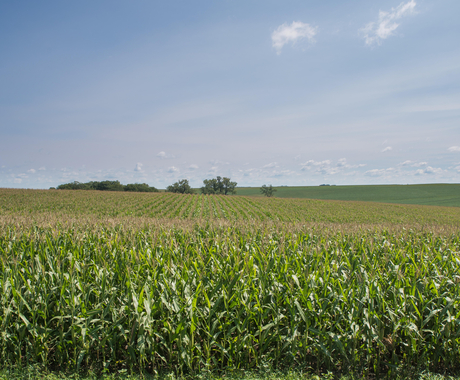 Fully grown corn field
