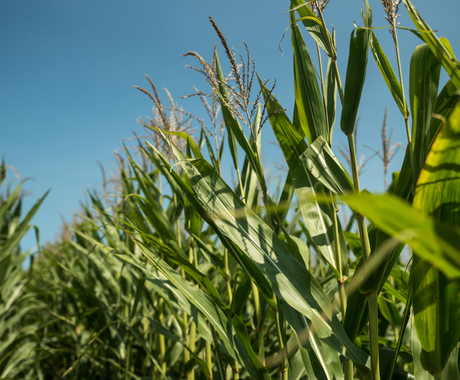 Corn crops in a field