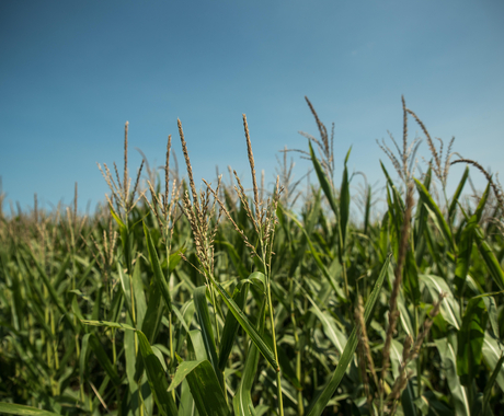 Organic farming 