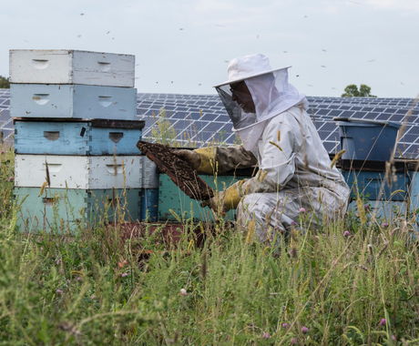Beekeeper checking hive on a solar site. 