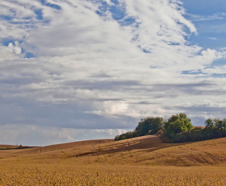 Soybean field