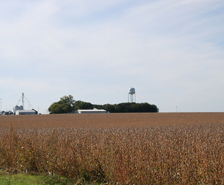 Bean field and farm