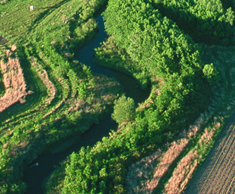 Buffer strips in field