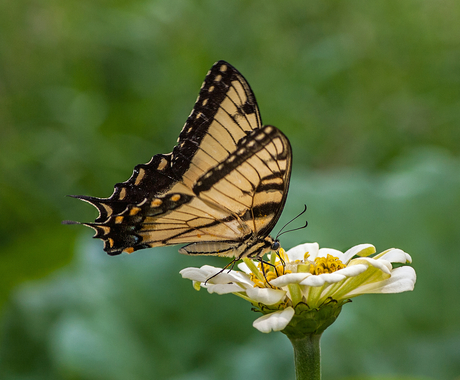 butterfly on zinnia