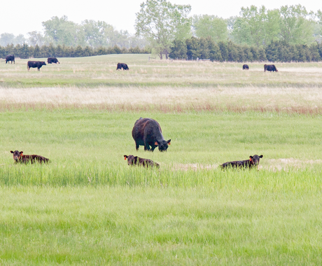 Black cows graze in a pasture. In the foreground, one is standing and three smaller cows lay down in front of her.