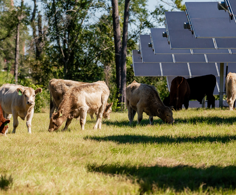 Several cows graze in a pasture under solar panels. There are trees in the background.