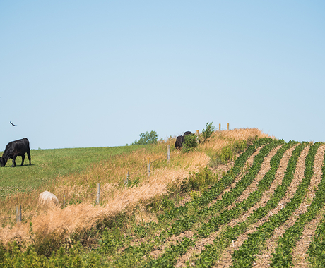 Cattle on one side of the fence and row crops on the other