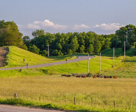 Cows in pasture near road