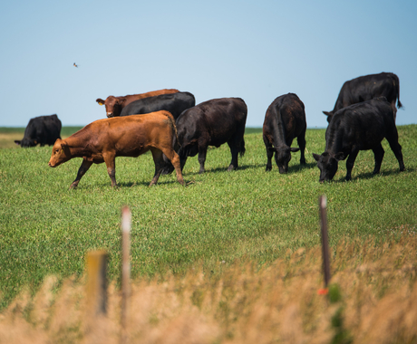 cattle 