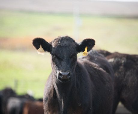 Cattle in pasture