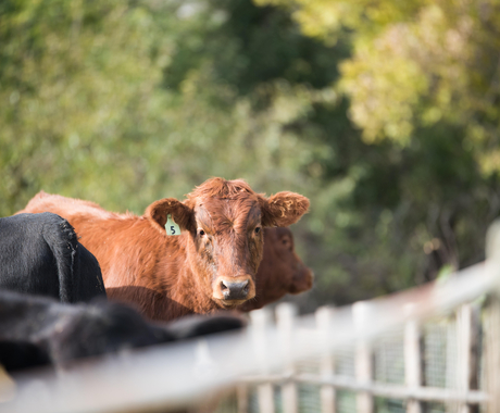 Cow looking over fence