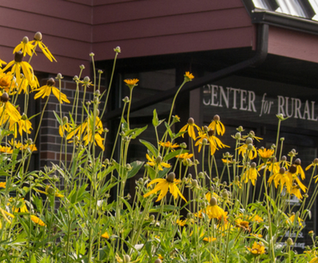 Yellow, tall wildflowers in the foreground with the "Center for Rural Affairs" on a brown building behind the flowers
