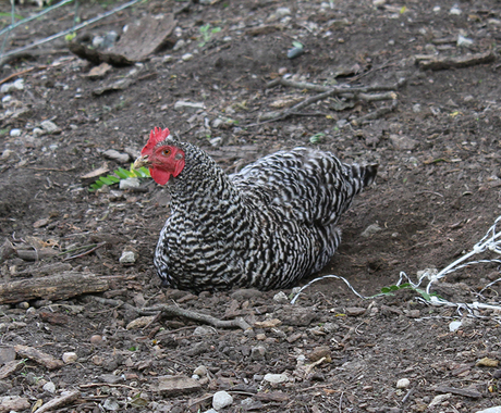 Chicken sitting on the ground