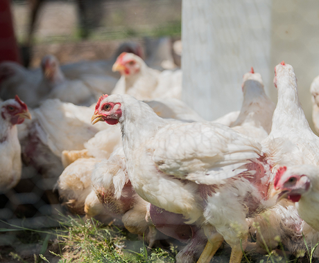 Chickens