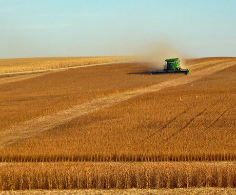 Combine harvesting beans