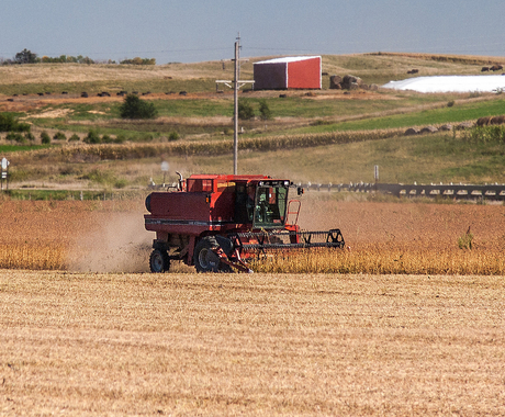 Combine harvesting beans