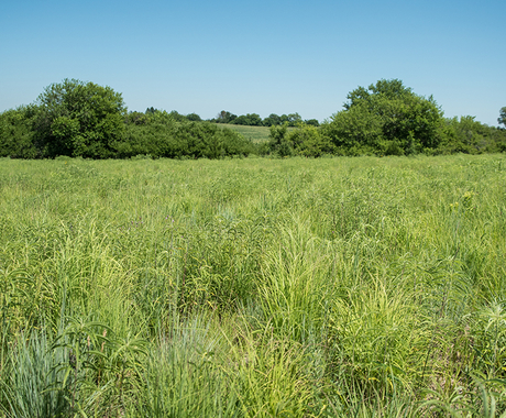 grass land with trees in background