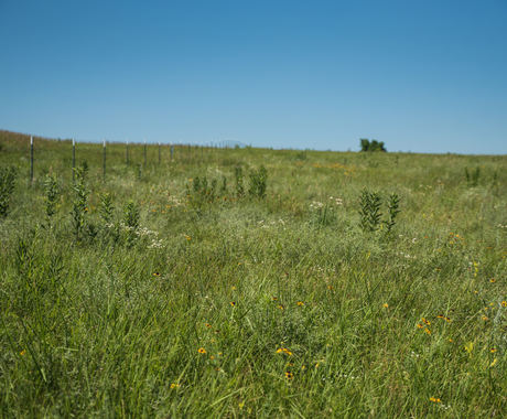 Conservation practices in field