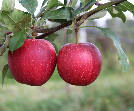 Apples in a tree
