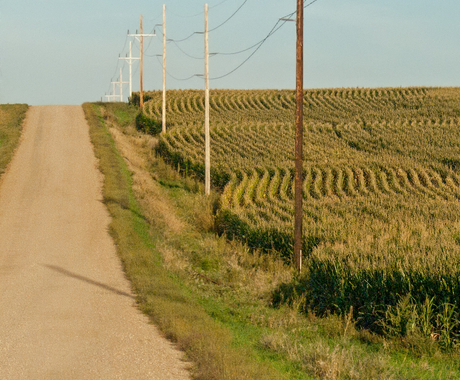Fotografía de un camino de grava con hierba verde y marrón en una zanja, y hileras de maíz al otro lado de la zanja. Postes de electricidad bordean el campo de maíz, que se adapta al contorno de los postes.