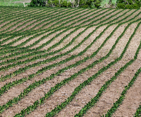 Corn seedlings