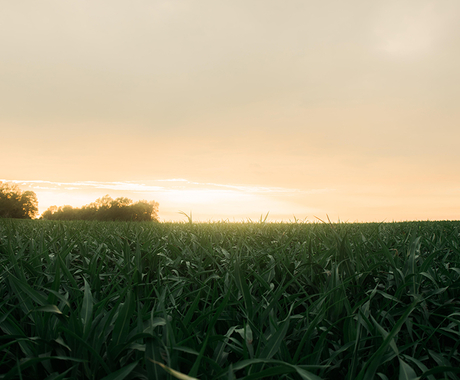 Corn with sunlight during dusk