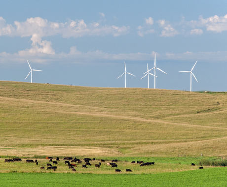 A soybean field with black and brown cows grazing in the background. Over the hills there are 5 white wind turbines.