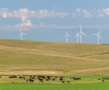 White wind turbines line a hill top and spin against a blue sky, dotted with fluffy clouds. Black and brown cows graze in the rolling pasture below.