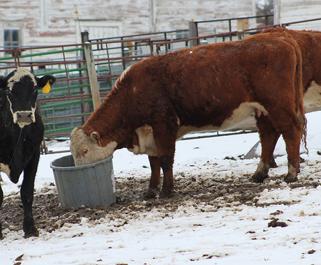 Vacas en la nieve