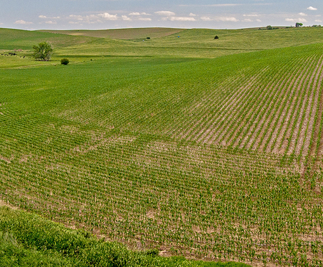 corn field in early summer