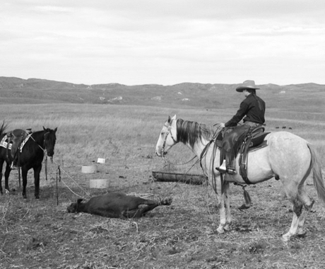 Man roping calf