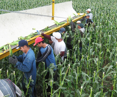 Men working in field
